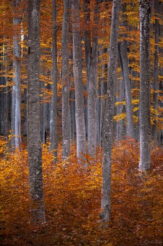 Golden Forest