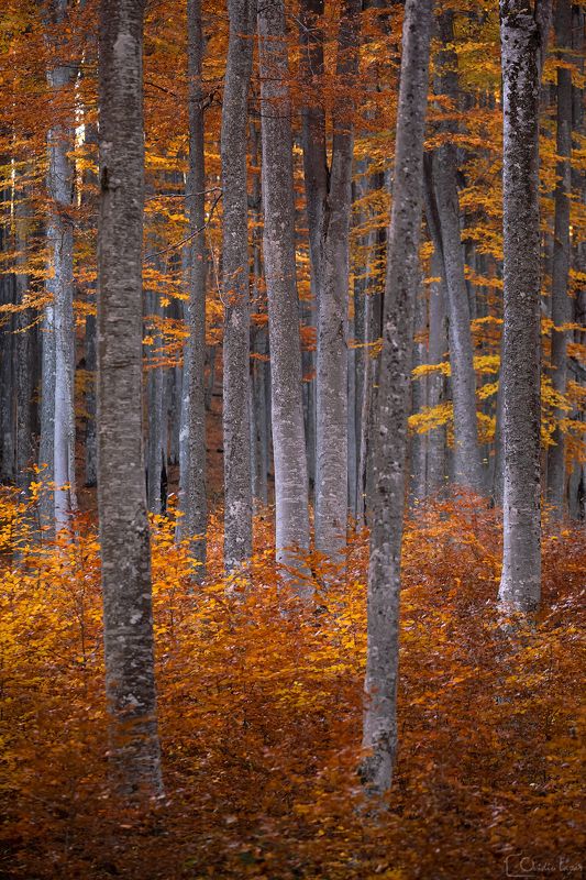 #trees #autumn #forest #sunset #romania #golden #seasons #deep #dark  Golden Forest фото превью
