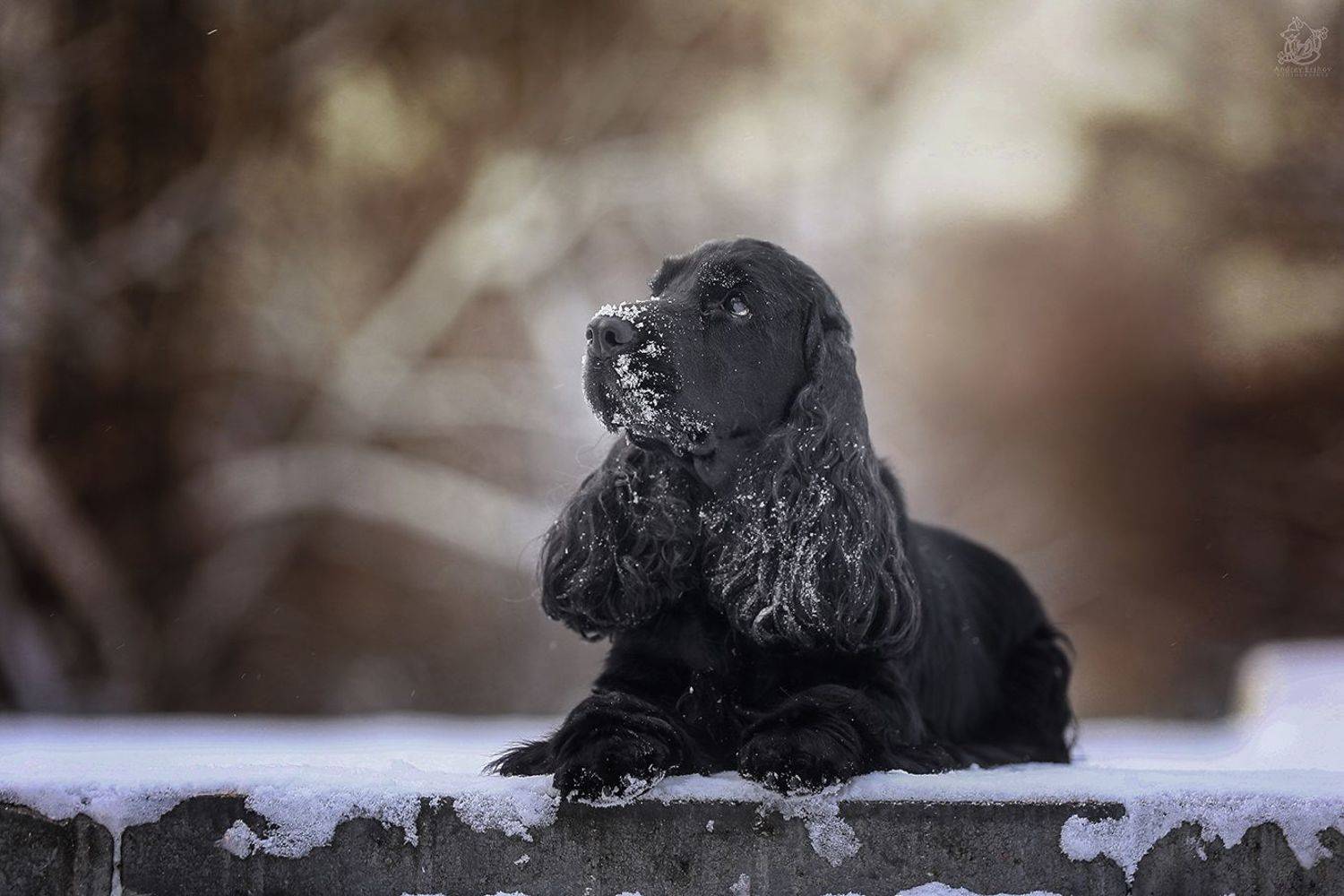 , Андрей Ершов