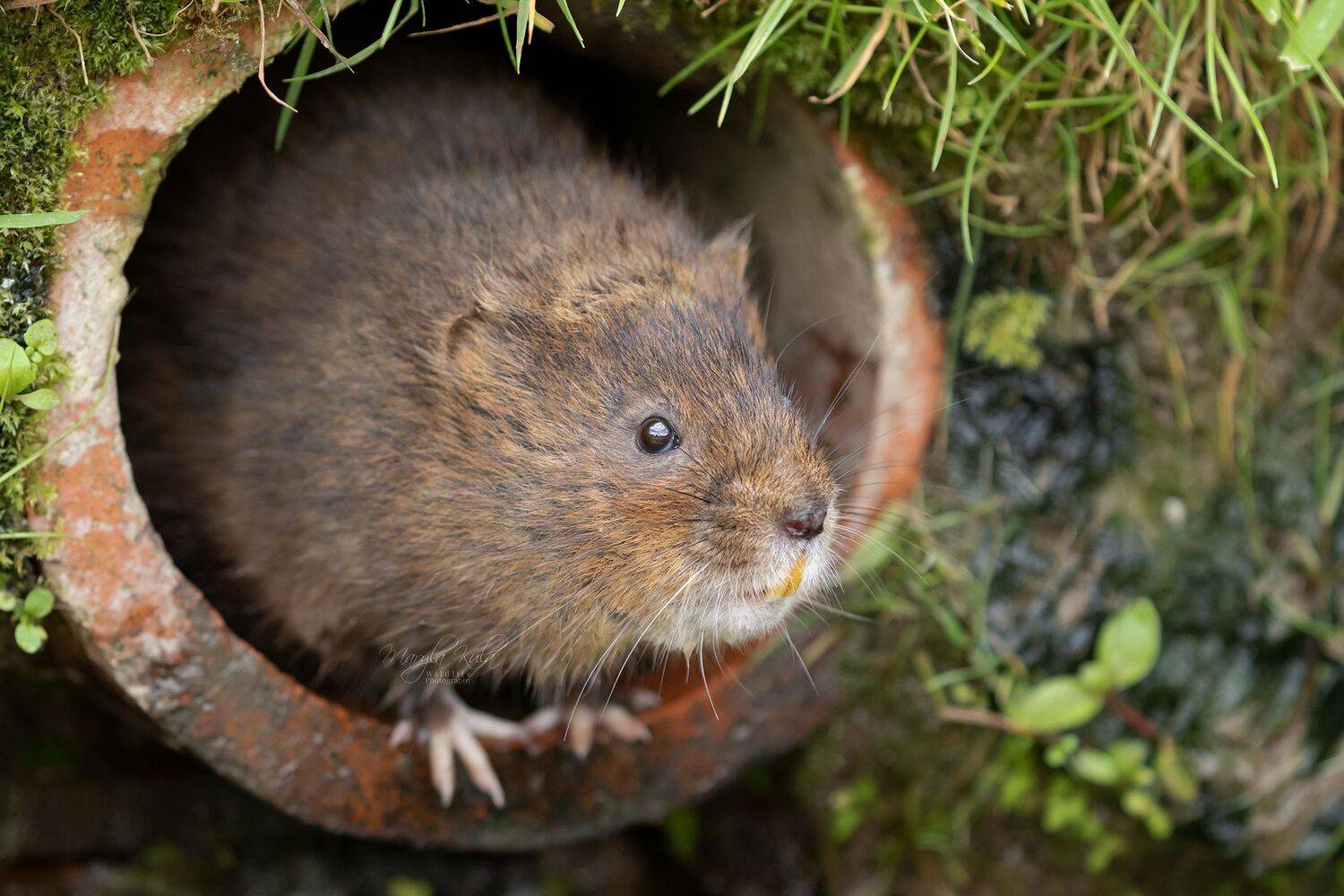 Water Vole, Animals, Nature, Wildlife, Water, Canon, MARIA KULA