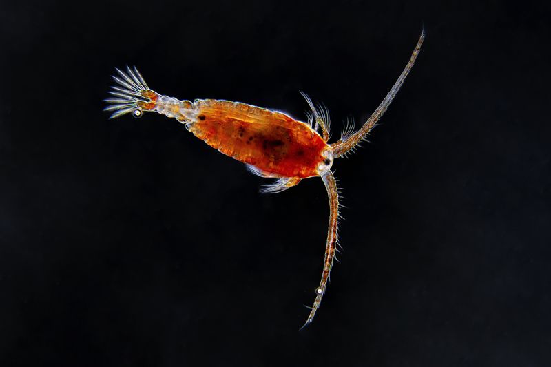 Copepod фото превью
