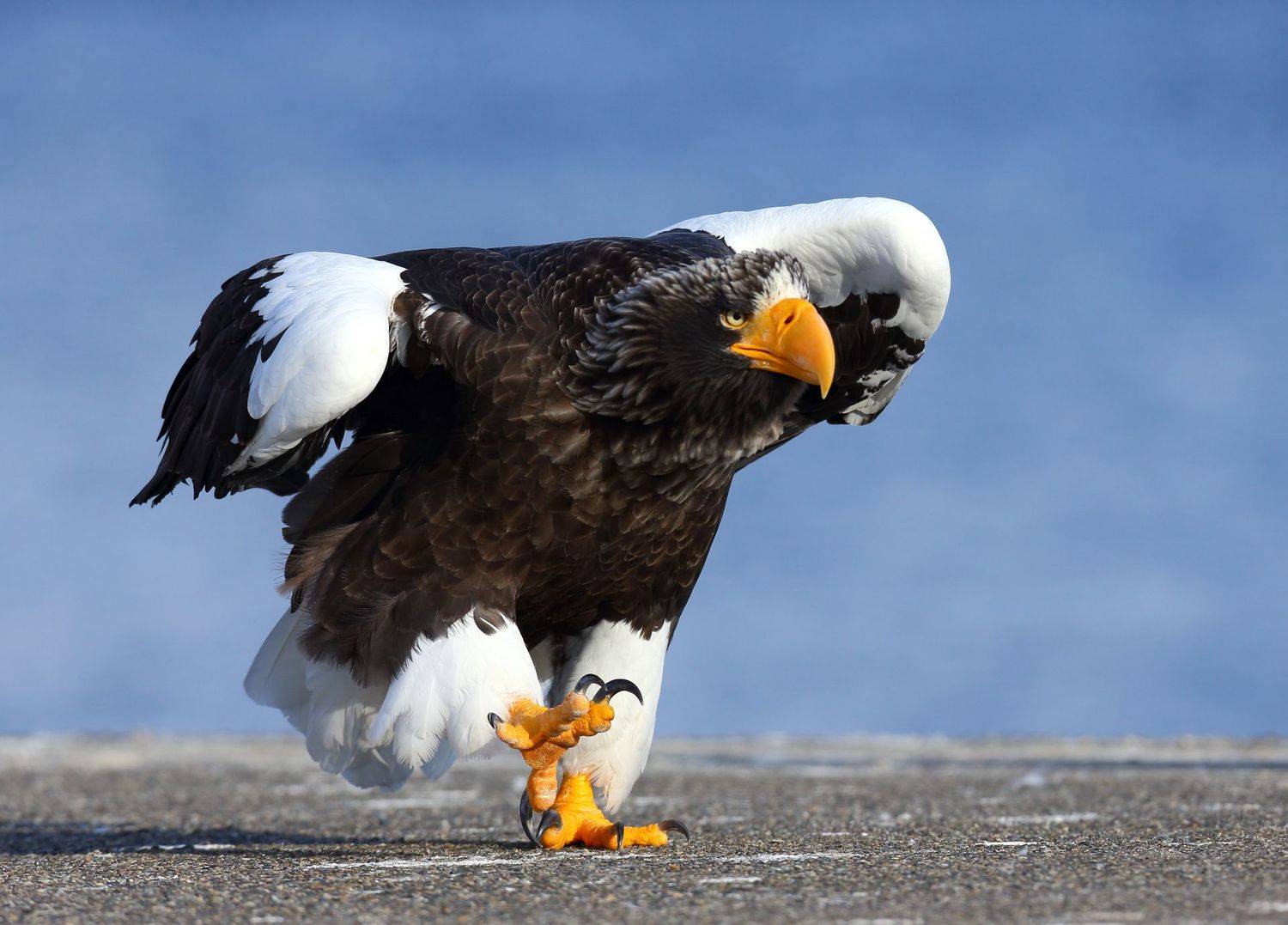 , Гудков Андрей