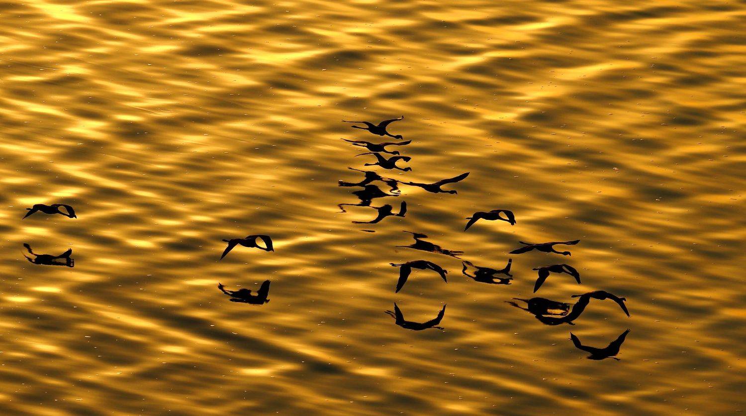 , Гудков Андрей