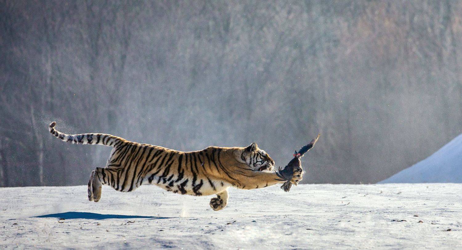 , Гудков Андрей