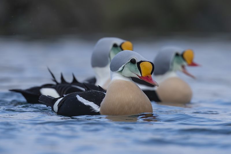 Somateria spectabilis Somateria spectabilis фото превью