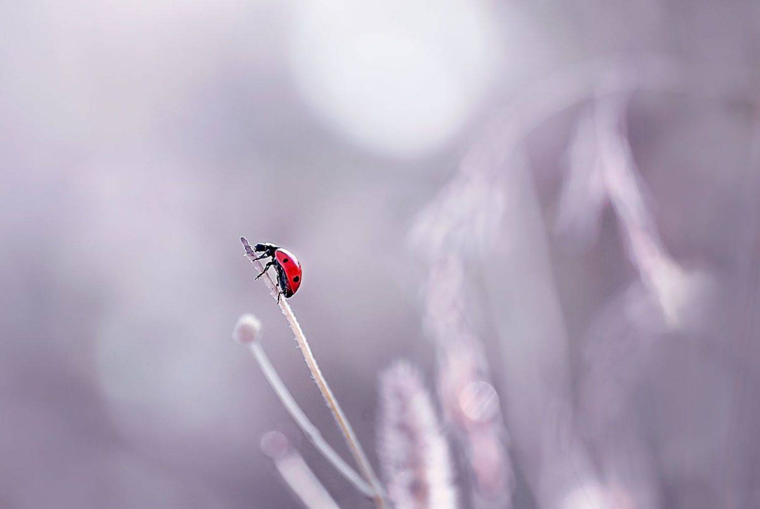 божья коровка, макро, макрофотографии, макрофотография, красный, Полина Васеева