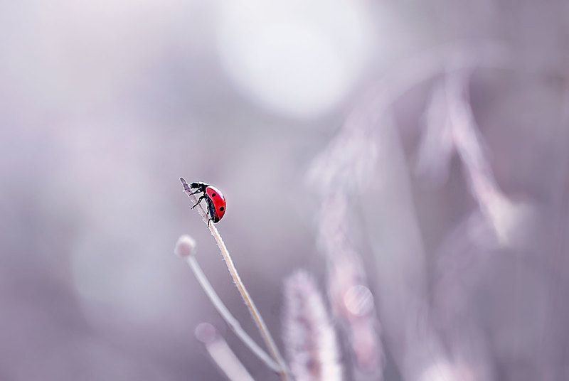 божья коровка, макро, макрофотографии, макрофотография, красный Буду яркой?! фото превью