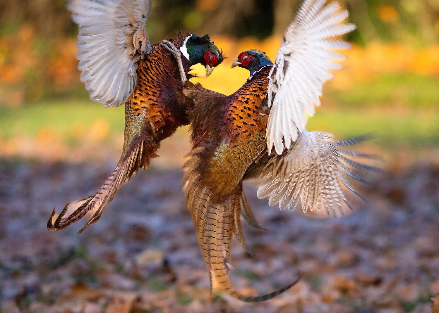 , Robert Adamec