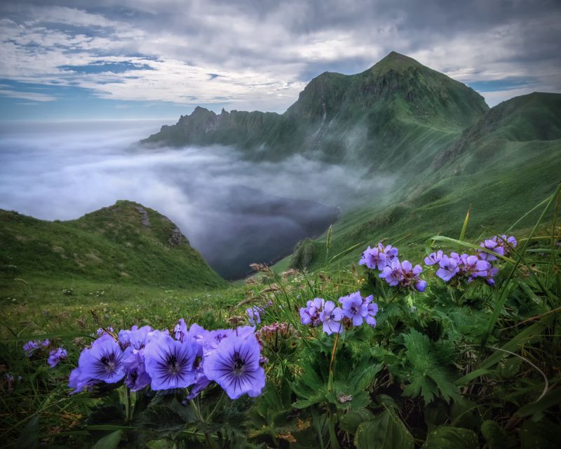 Цветущий остров Янкича.