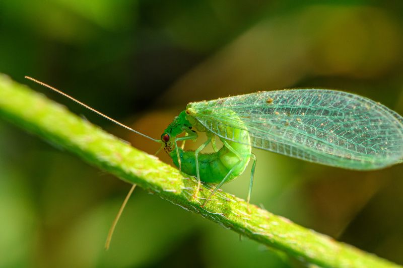 Cleaning time of Chrysoperla carnea (common green lacewing) фото превью