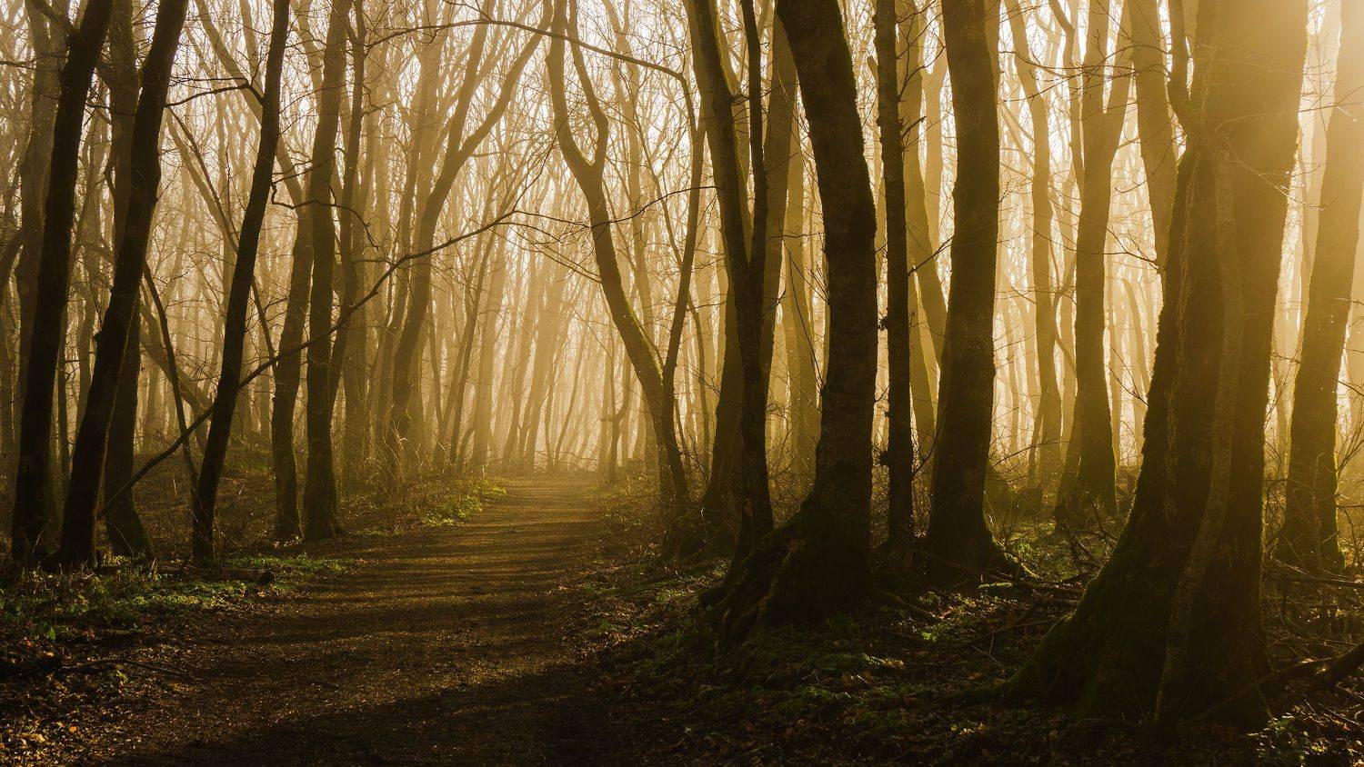 туман, кмв, железноводск, лес, парк, Максим