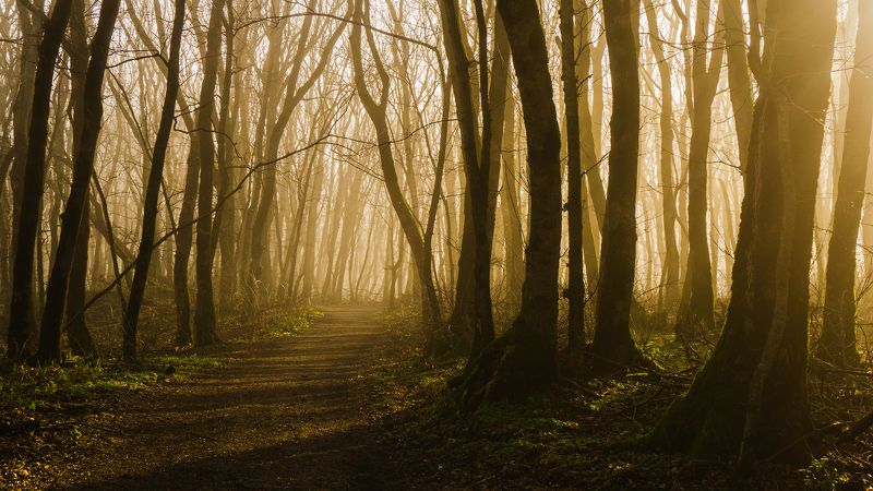 туман, кмв, железноводск, лес, парк Сквозь дымку фото превью