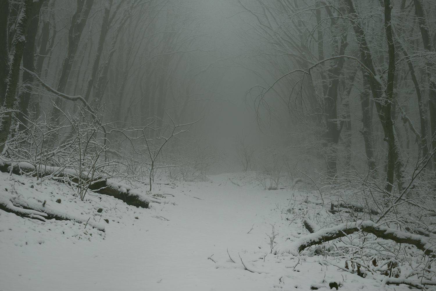 зима туман лес утро, Александр Жарников