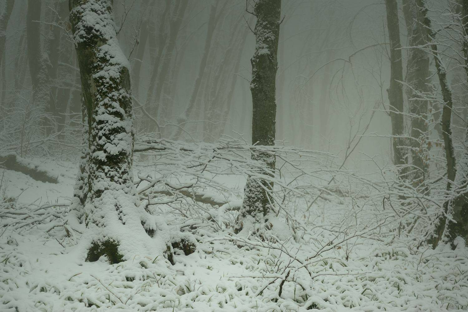 зима туман лес утро, Александр Жарников