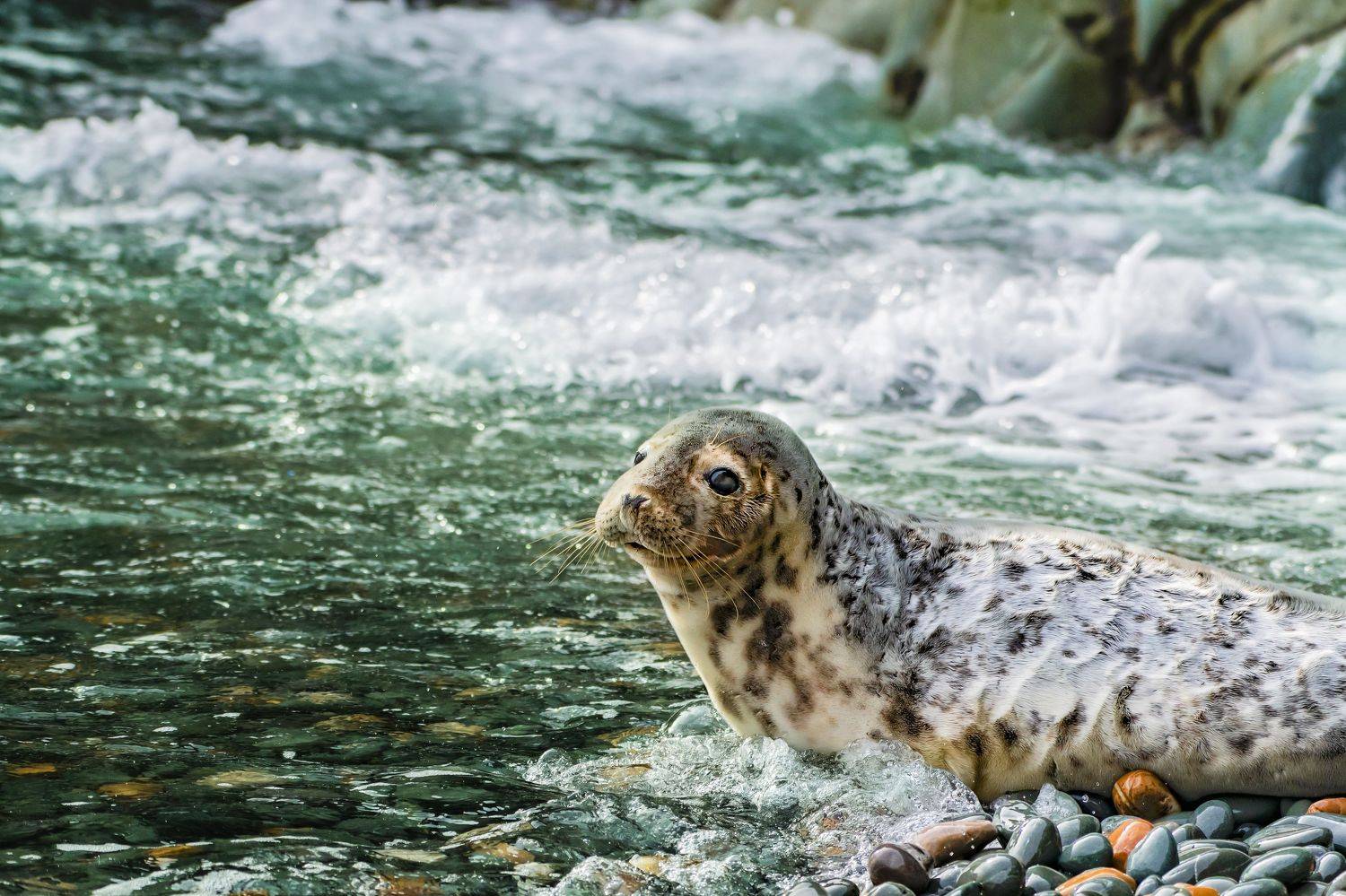animals, seal, baby, sea, ireland, ирландия, Vitaliy Tuzov