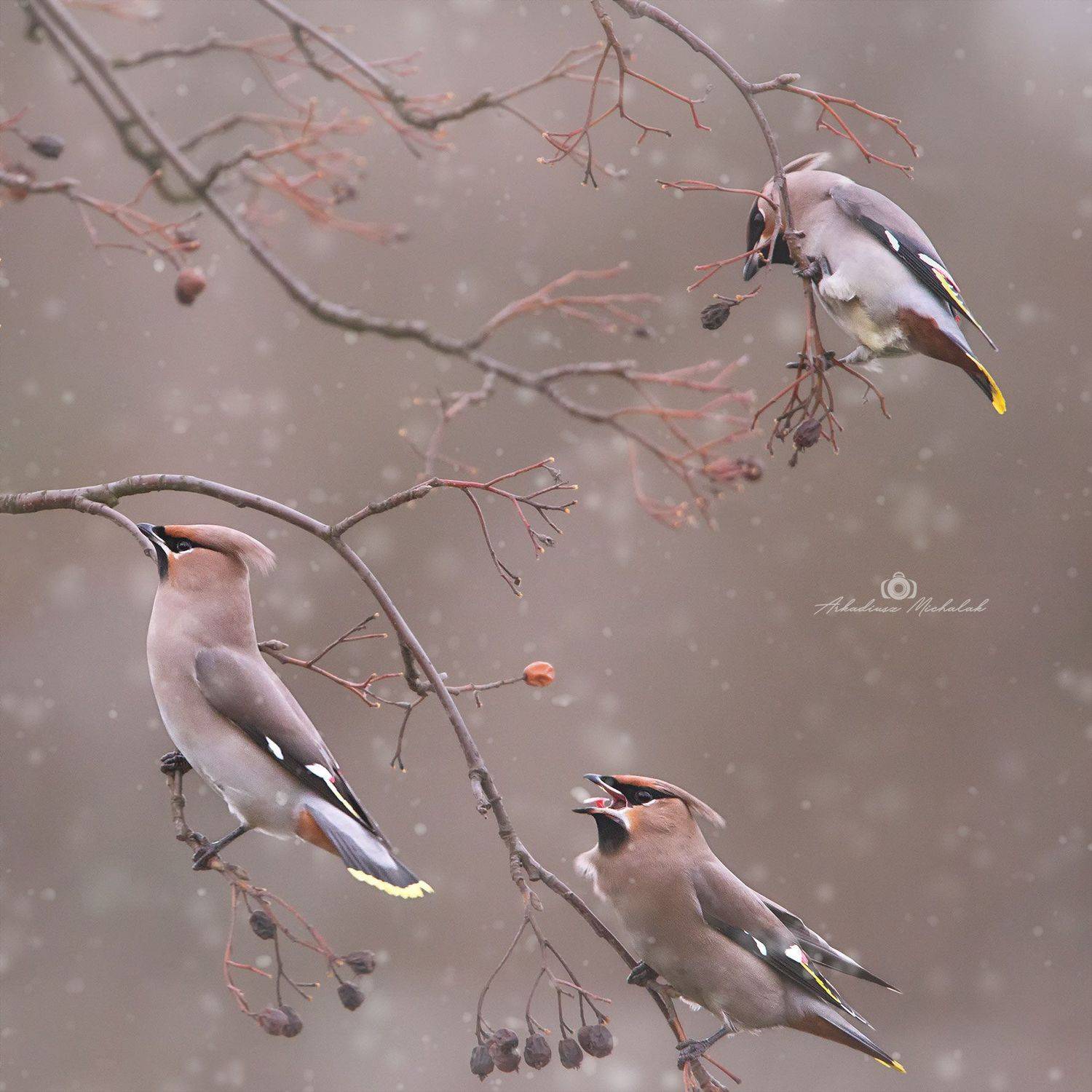 , Arkadiusz Michalak