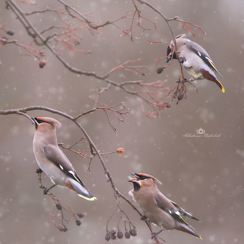 Jemiołuszki фото превью