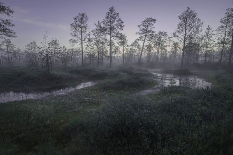 Гримпенская трясина фото превью