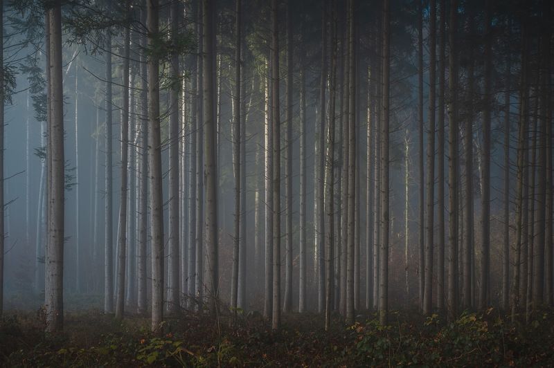 tree, trees, forest, fog, foggy, дерево, деревья, лес, туман  фото превью