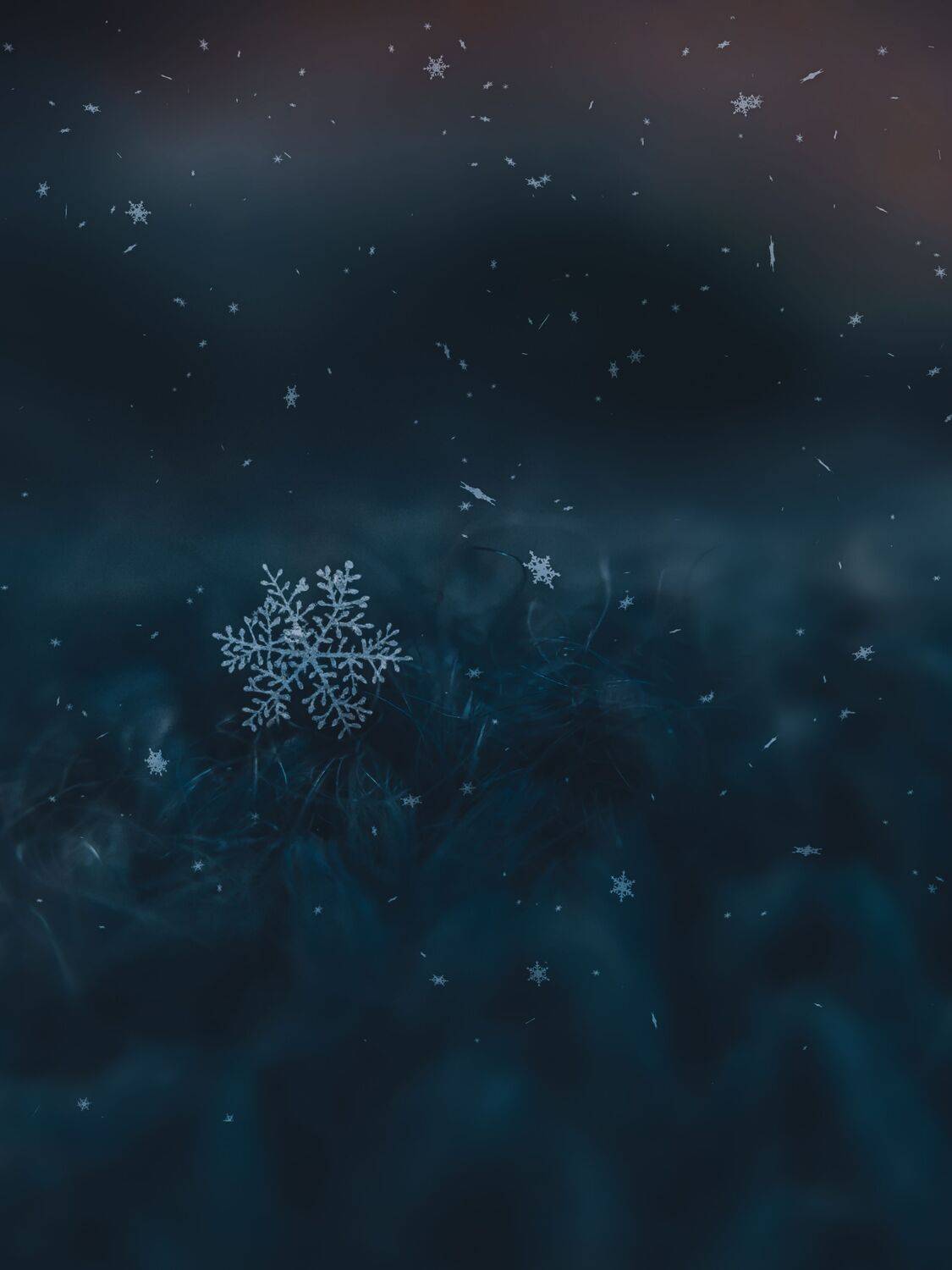 арт,макро,природа, Olga Smirnova