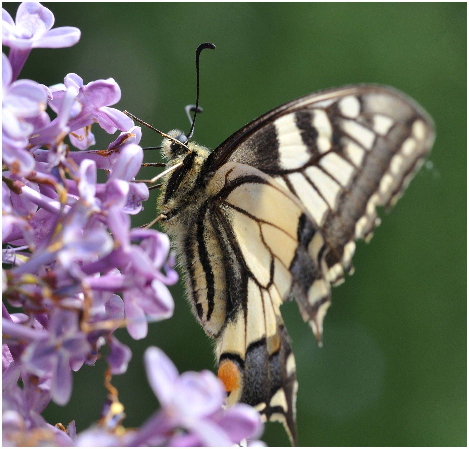 , Владимир Краснов