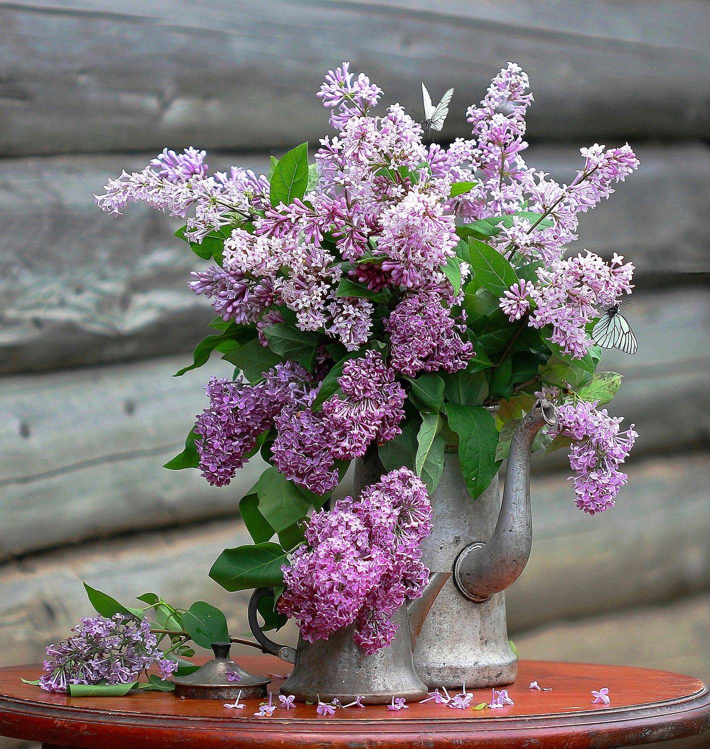 натюрморт, фотонатюрморт, лето, весна, цветы, сирень, бабочка, наталья казанцева, Наталья Казанцева