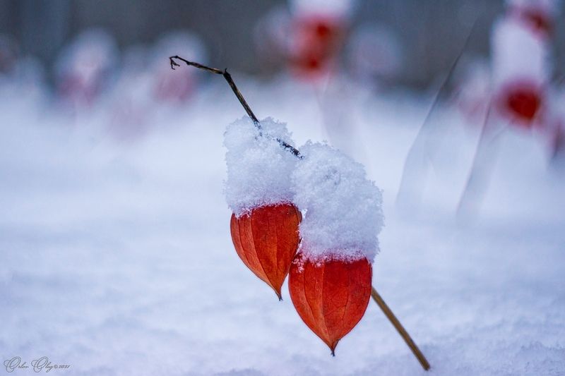Два сердца.... фото превью