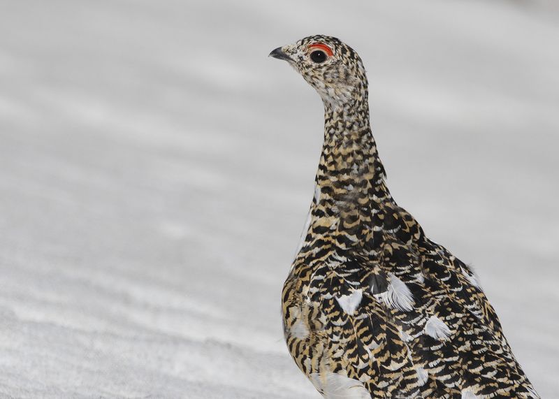 Куропатка Птица Тундряная куропатка фото превью