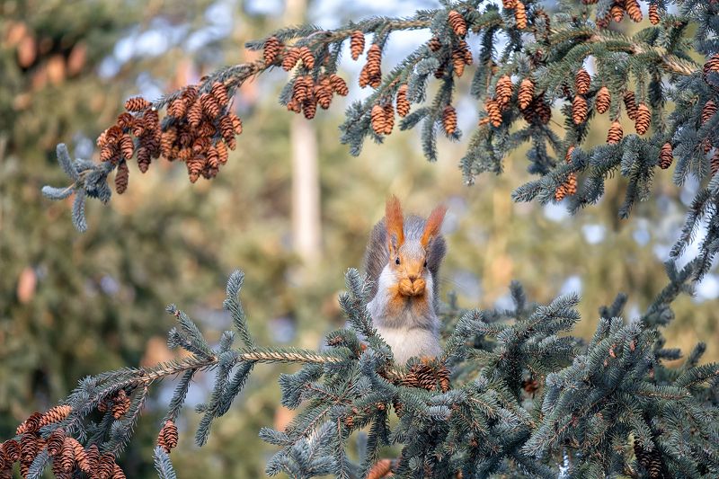 белка, ель, зима, шишки, за шишками.. фото превью