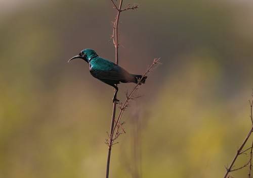 Sunbird