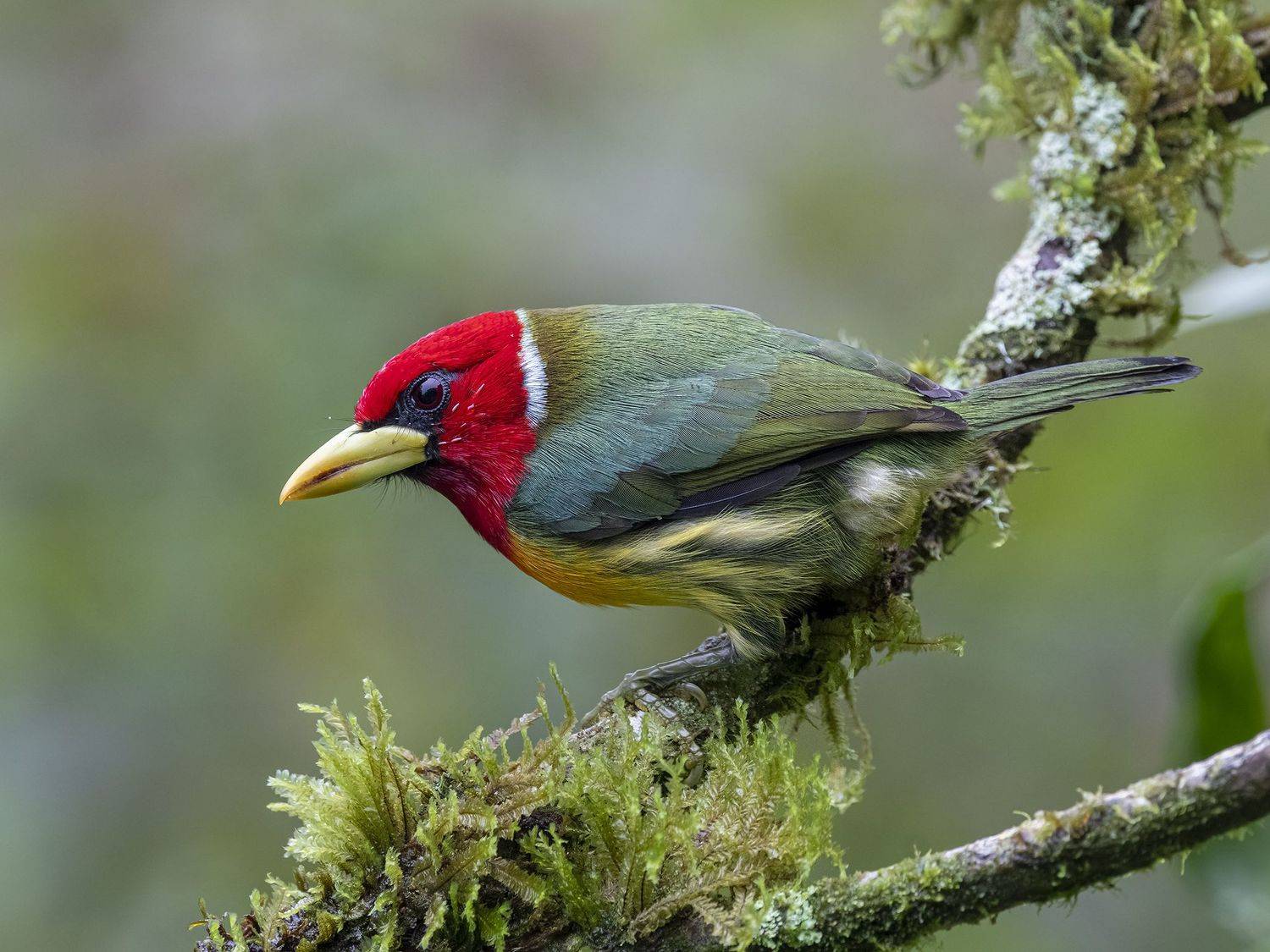 , Fernando Burgalin Sequeira