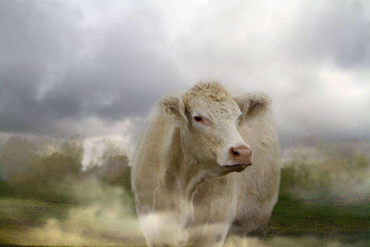 summer landscapes, animals, cows, nature, pastures, rural pastoral, idyll,, DZINTRA REGINA JANSONE