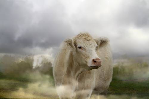 landscape with cows grazing