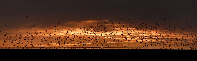 сочи, чайки, животные, шторм, природа, закат, море, небо Зимние закаты, Сочи фото превью