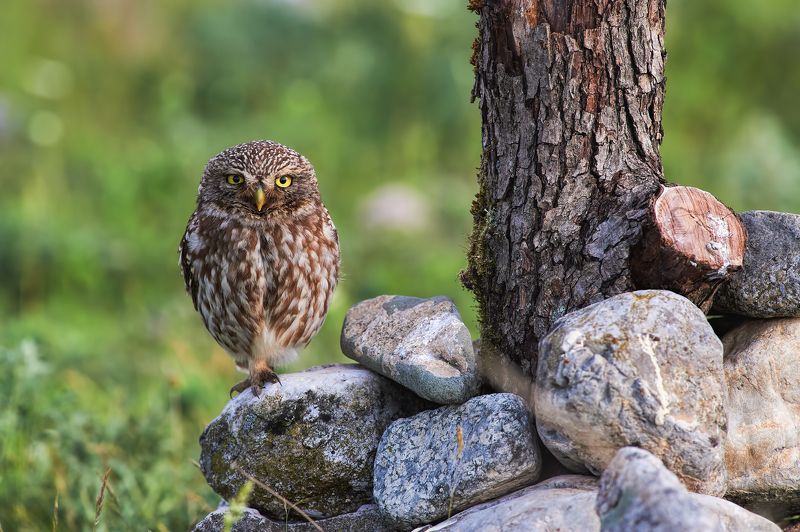 nature, wildlife, birds, owls *** фото превью