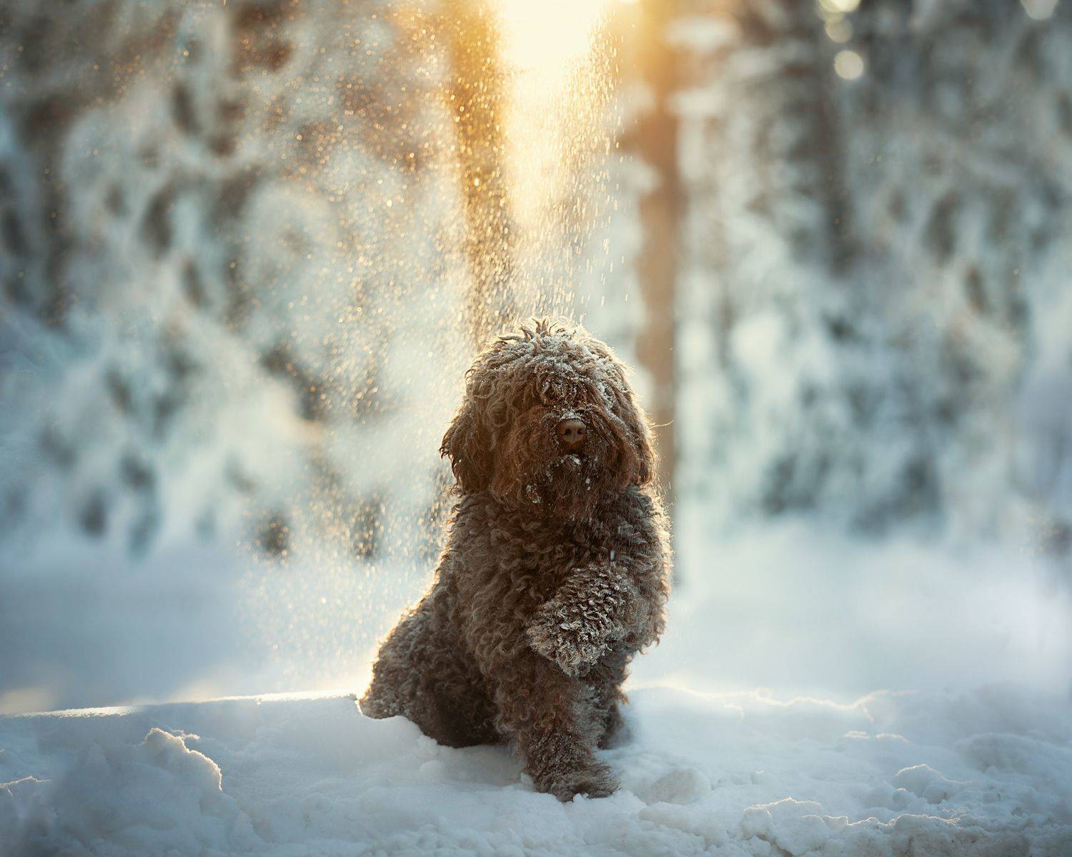 , Наталия Поникарова