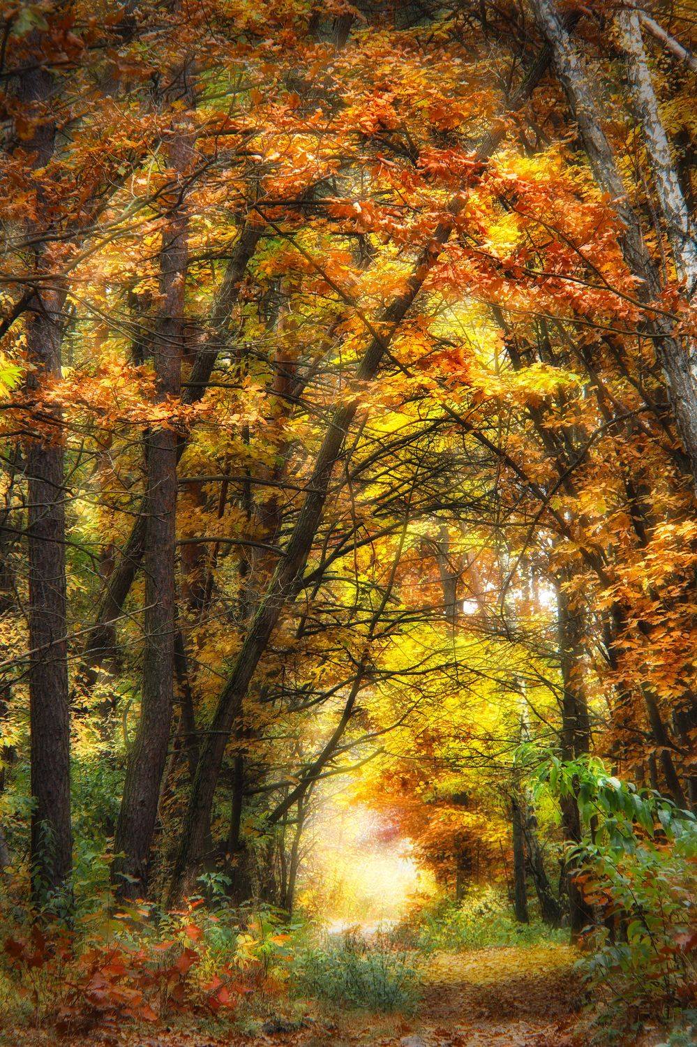 ,  Александр