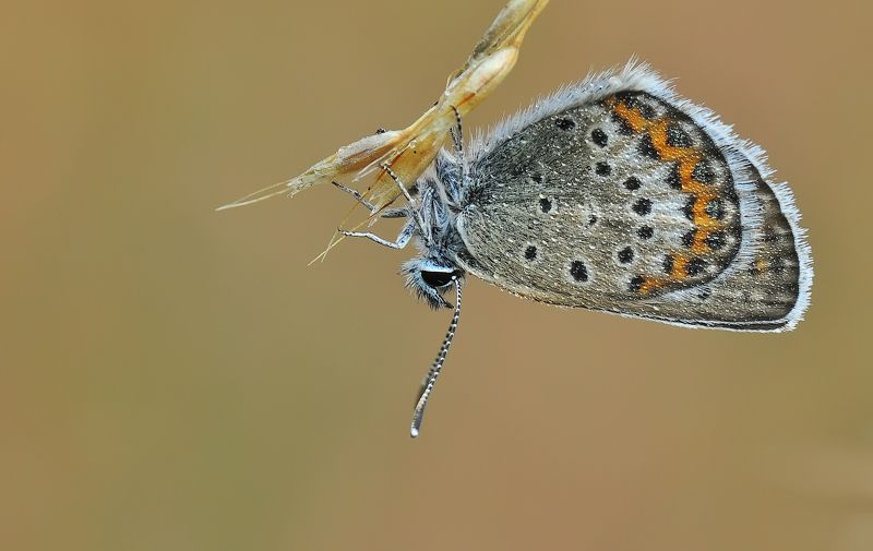 Вверх тормашками :) фото превью