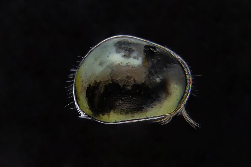 Ostracod фото превью