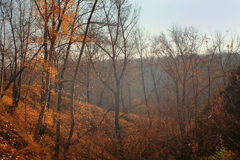 осень, октябрь * фото превью