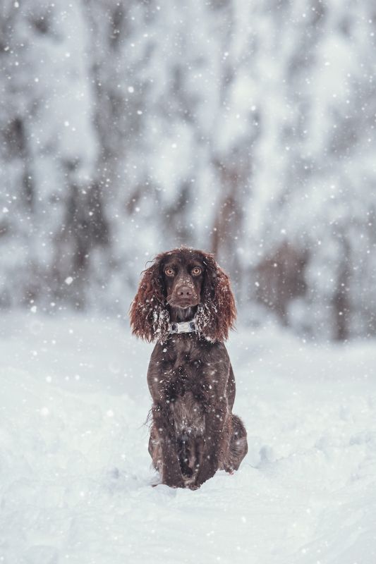 собака, зима,  Айти фото превью