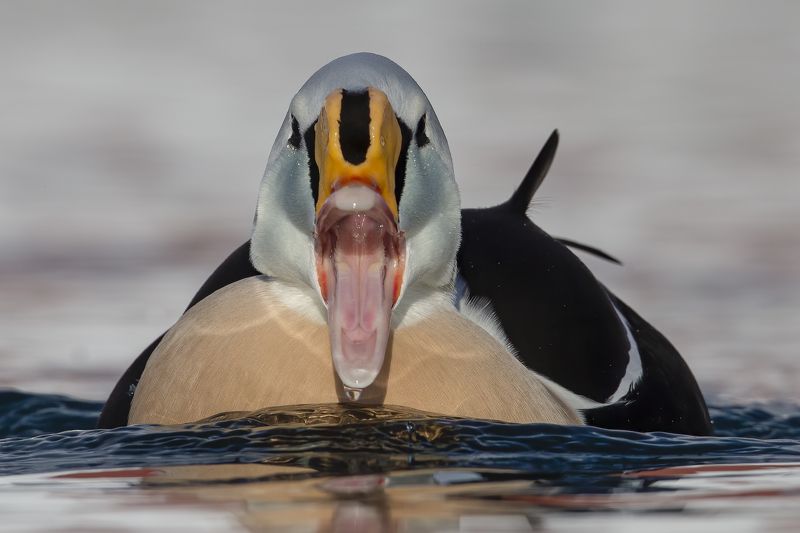 Somateria spectabilis Somateria spectabilis фото превью