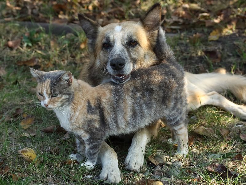 Фея и Лис фото превью