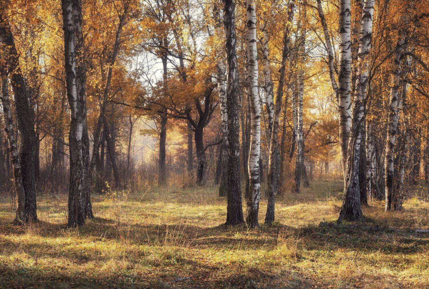 , Мозжухин Максим