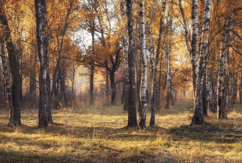 Осени лес фото превью