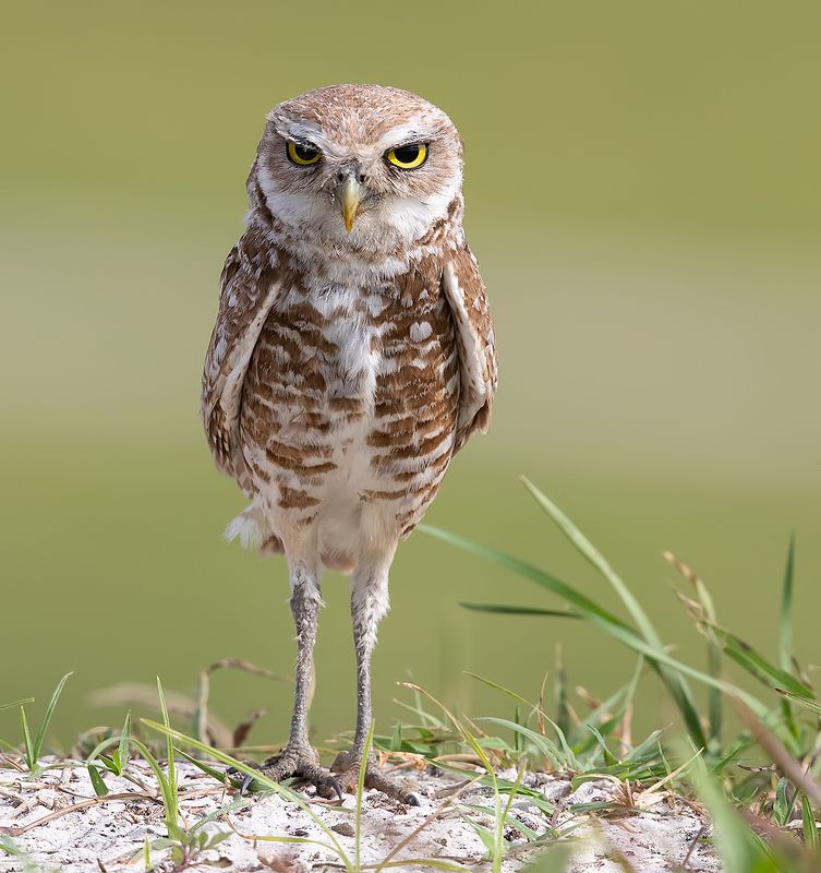 кроличий сыч, florida, burrowing owl, owl, флорида,сыч Cыч - Burrowing Owl фото превью