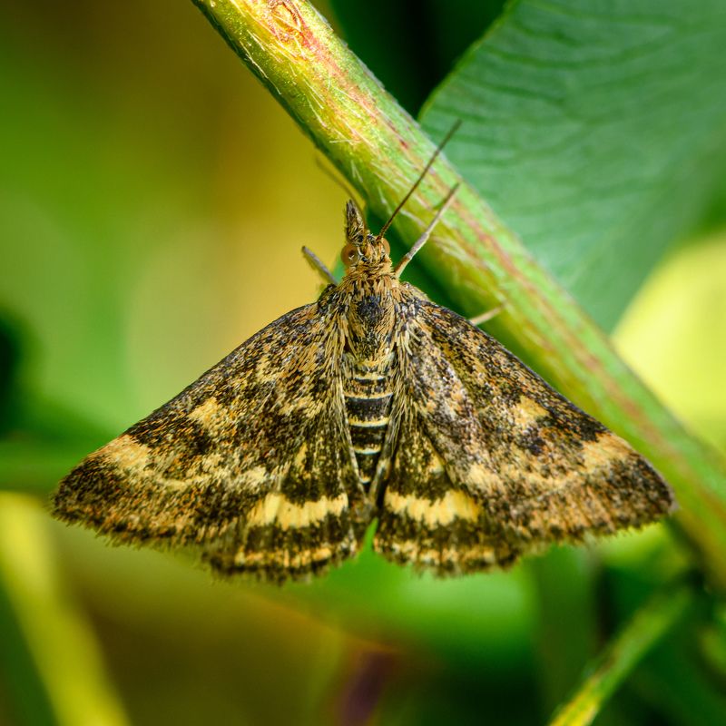 Mottled Pyrausta Moth фото превью