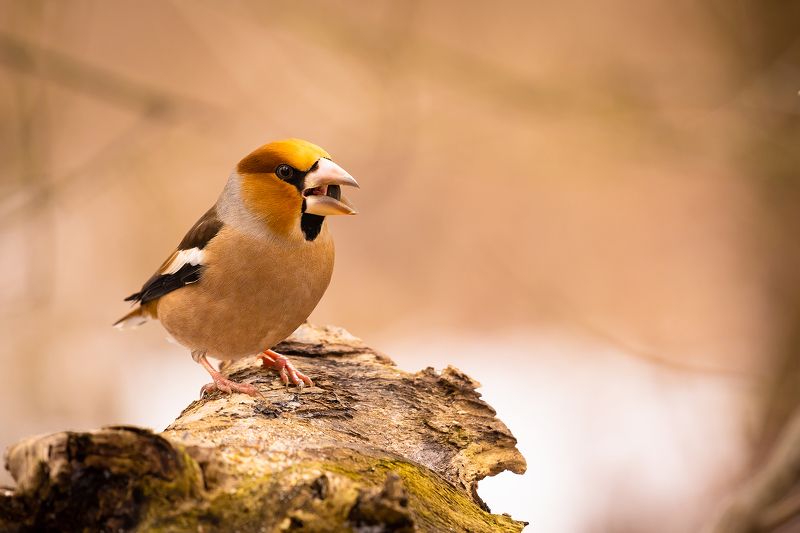 Hawfinch фото превью