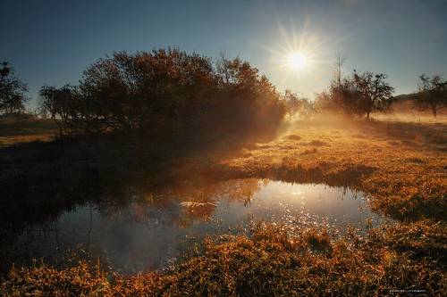 Утро в саду..