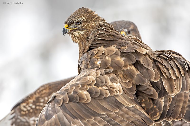 Канюк фото превью